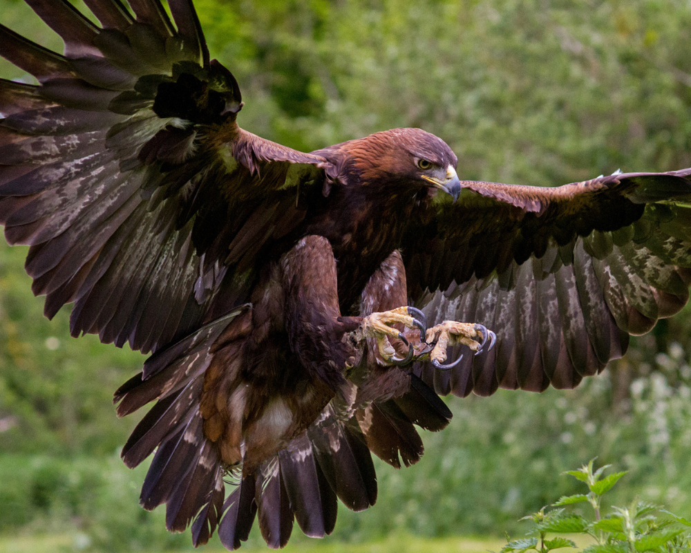 Aguila