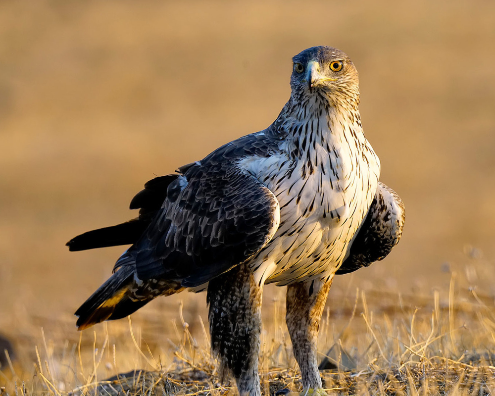 Aquila Perdicera