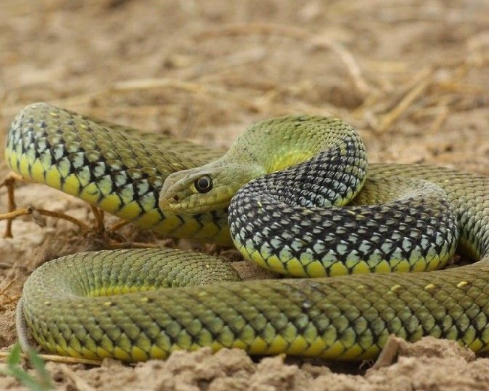 Culebra Bastarda