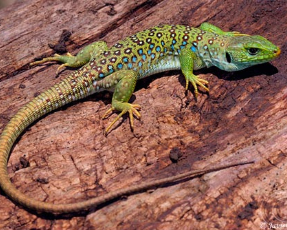 Lagarto Celado