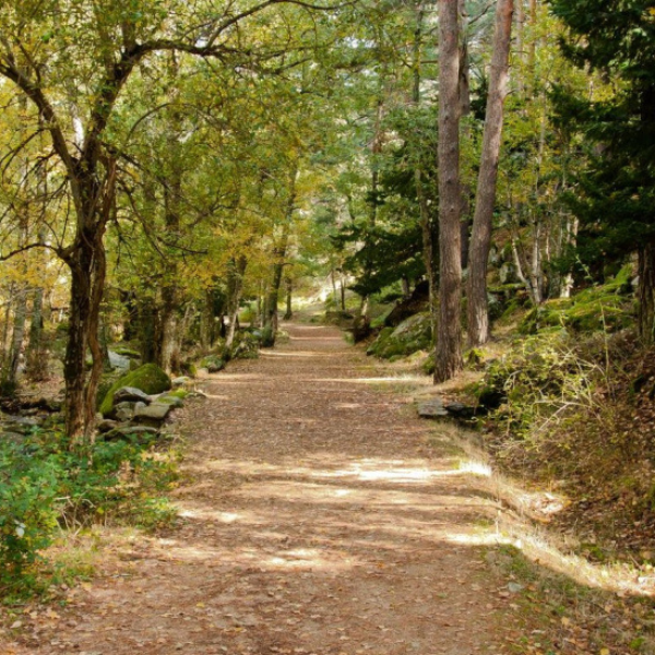 Bosque de Canencia