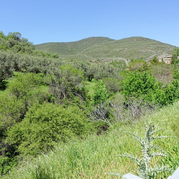 Bosque del Chaparral